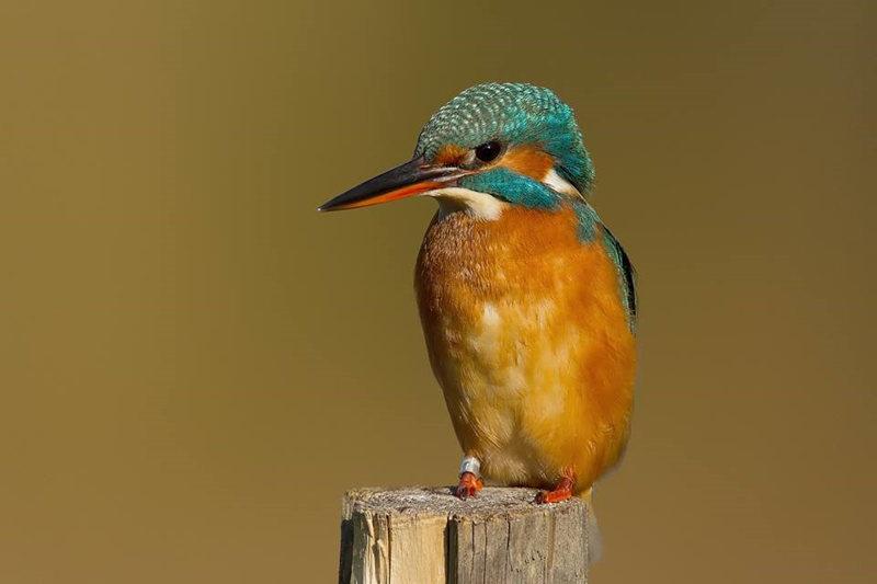 oasi massaciuccoli riserva naturale