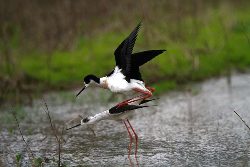 oasi massaciuccoli riserva naturale